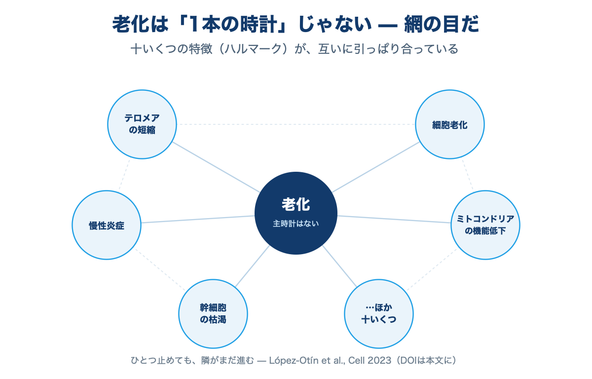 老化は1本の時計ではなく、相互に関連する複数のハルマークの束