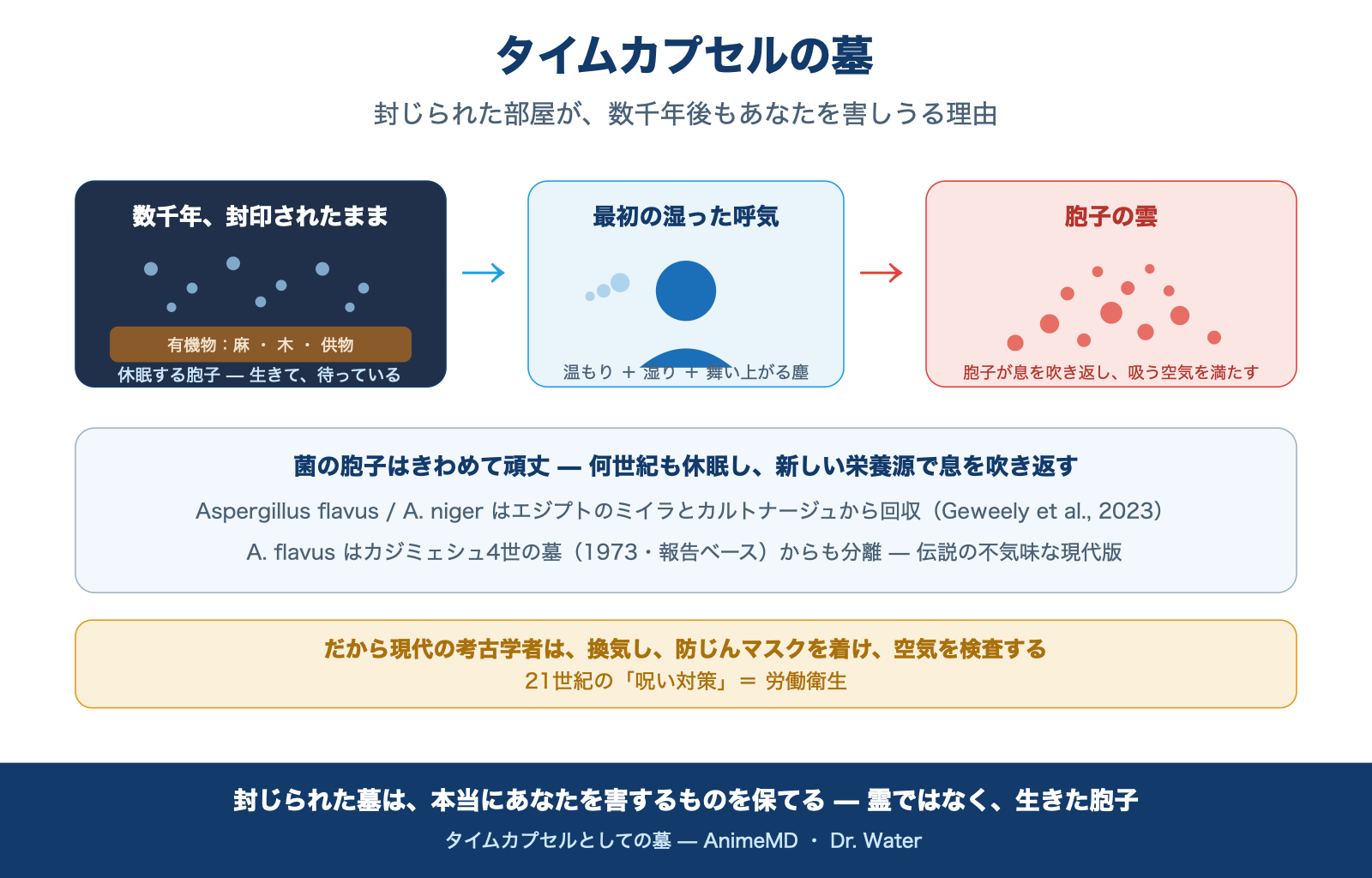 タイムカプセルの墓の図。休眠胞子と有機物に最初の湿った呼気が入り、胞子の雲が舞い上がる3段階