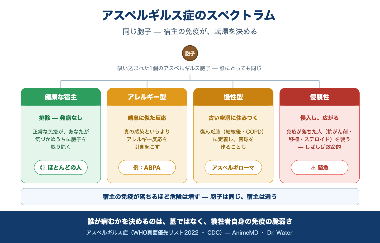 アスペルギルス症のスペクトラムの図。同じ胞子でも宿主の免疫しだいで健康な排除・アレルギー型・慢性型・侵襲性の4つの転帰に分かれる