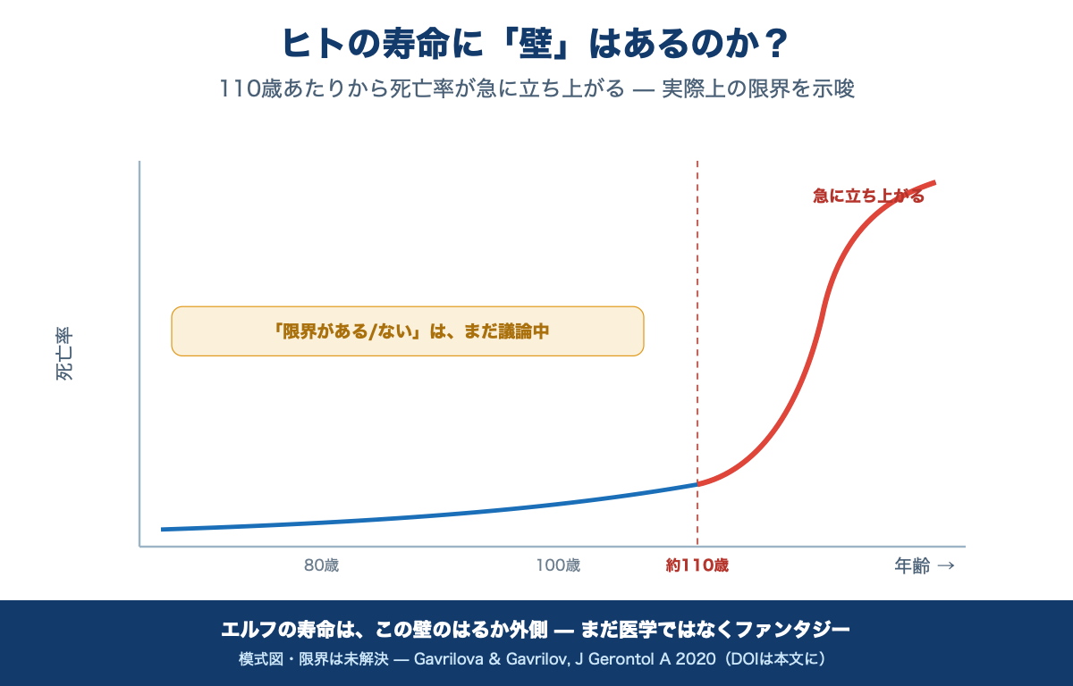 超高齢域では死亡率が急に立ち上がる(限界の有無は議論中)